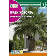 Washingtonova palma (Washingtonia filifera) Rocalba 1 g