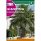 Washingtonova palma (Washingtonia filifera) Rocalba 1 g