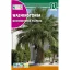 Washingtonova palma (Washingtonia filifera) Rocalba 1 g