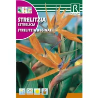   Veličanstvena narančasta strelicija (Strelitzia reginae) Rocalba