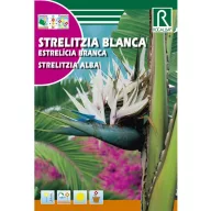 Raskošna bijela strelicija (Strelitzia reginae) Rocalba