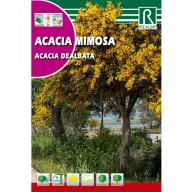 Hamvas akacija (Acacia dealbata) Rocalba