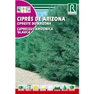   srebrnoplavi arizonski čempres (Cupressus arizonica glauca) 2 g Rocalba
