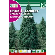 Lambertov čempres (Cupressus macrocarpa) Rocalba