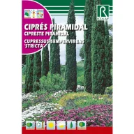 Europski čempres (Cupressus sempervirens) Rocalba 2 g