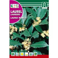 Lovor (Laurus nobilis) Rocalba