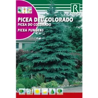 Srebrna smreka (Picea pungens) Rocalba 0,5 g