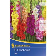 Lukovice gladiole mješavina boja 8 kom