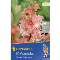 Lukovica gladiole Fr. Coral lace 10 kom