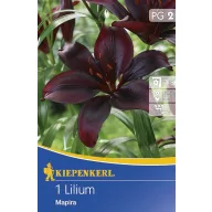 Lukovica ljiljana Mapira 1 kom.