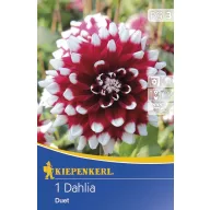 Cvjetna lukovica Dalija Duett 1 kom.