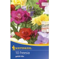 Lukovice frezija, mješavina boja, 10 kom