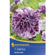 Cvjetna lukovica dalije Marble Boll 1 kom