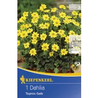 Lukovica dalije Topmix žuta 1 kom