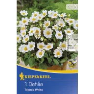 Lukovica dalije Topmix bijela 1 kom