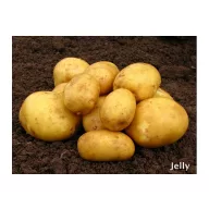 Sjemenski krumpir Jelly 50 kom