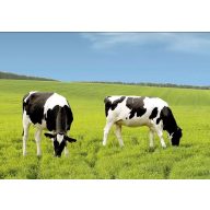   Sjeme trave Profesionalna mješavina pašnjaka Genius (pašnjak za goveda) 25 kg