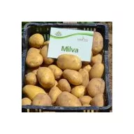 Sjemenski krumpir Milva 50 kom
