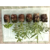 Grill-mix paket od 6 sadnica