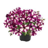   Mješavina petunija za balkonsku žardineru, paket od 6 sadnica