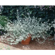 Mix penjačica bakopa i slamarka, paket od 6 sadnica