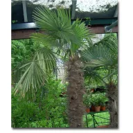 Kineska konopljasta palma (Trachycarpus fortunei) 5 sjemenki