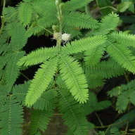 Sramežljiva mimosa (Mimosa pudica) 5 sjemenki