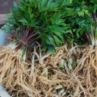 Pravi ginseng (Panax ginseng) 5 kom