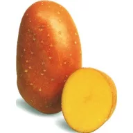 Sjemenski gomolji krumpira Laura 5 kg