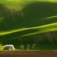 AKG Zöldugar 1 Mješavina travnog sjemena 25 kg