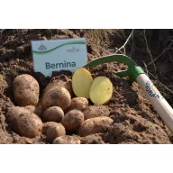 Sadni gomolj krumpira Bernina 50 kom