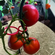 Stezaljka za biljke Tomatoclips za rajčice crvena 25 kom