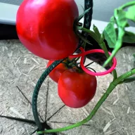 Stezaljka za biljke Tomatoclips za rajčice crvena 25 kom