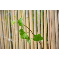 Pletenica od podijeljenog bambusa Bamboocane 1x5m