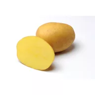 Sjemenski gomolj krumpira Anuschka 50 kom