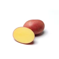 Sjetveni gomolj krumpira Red Sonia 50 kom