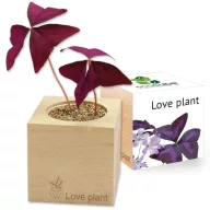 ecocube-Cvijet ljubavi