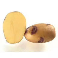 Sjemenski krumpir ljubičastih očiju Blue Belle 50 kom