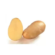   Sjemenski gomolj krumpira Samba Grill, krumpir za roštilj, 50 kom