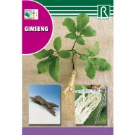 Ginseng Rocalba 4 tablete