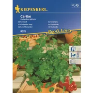 Listovi korijandera Kiepenkerl oko 70 sjemenki