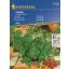 Listovi korijandera Kiepenkerl oko 70 sjemenki