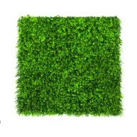 Zeleni zid s listovima buksusa Vertical Buxus 1m x 1m