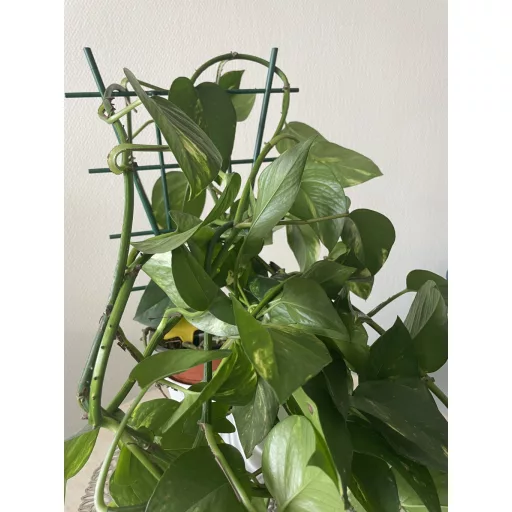 Viráglétra ljestve 37 cm