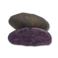   Sjemenski gomolji krumpira ljubičasti Blaue St. Galler 50 kom