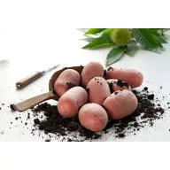 Sjetveni gomolji krumpira Ramona 50 kom