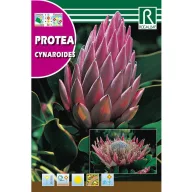 Šećerni grm Cynaroides (Protea cynaroides) 6 g Rocalba