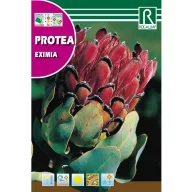 Cukorcserje Eximia (Protea Eximia) 6 g Rocalba
