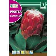   Šećerni grm Grandiceps (Protea grandiceps) 6 sjemenki Rocalba