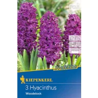 Lukovica zumbula Woodstock 3 kom Kiepenkerl